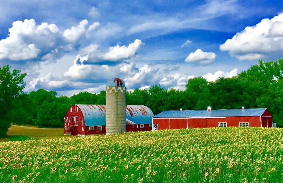 The Wish Upon a Sunflower Fields in Cold Spring, Minnesota