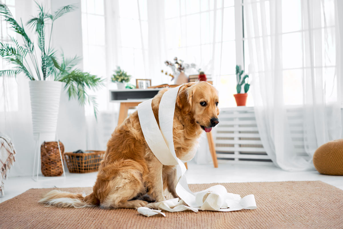 #You’ll entertain your dog for hours with this interactive puzzle toy — now just $10