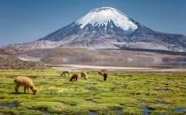 Von dort kommen sie her, und die meisten Alpakas der Welt leben immer noch da: in den Anden, und vor allem in Peru. Doch auch außerhalb Südamerikas wächst die Alpaka-Population gerade. (Bild: iStock/jarcosa)
