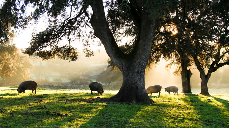 free-range Iberian pigs eating acorns under oak tree