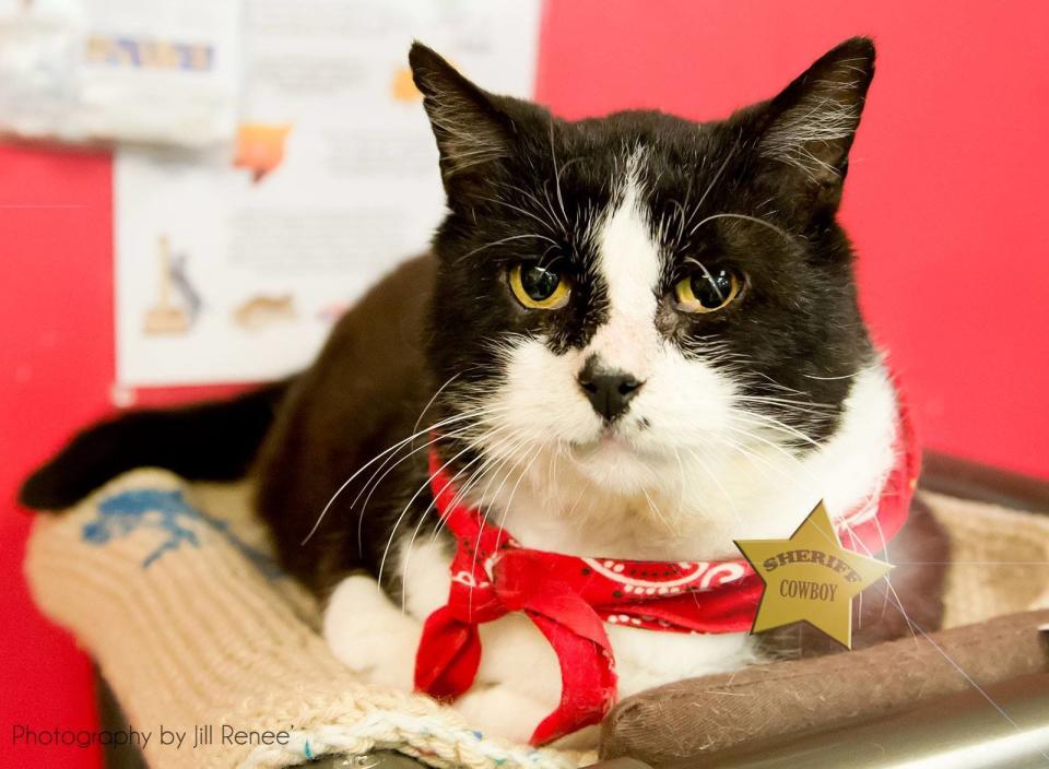 This is Cowboy, and he is so sweet that shelter staff have fallen hard for him.   His looks a little rough around the edges, but KC Pet Project is getting this guy into tip-top shape, including helping him with a few skin issues and dental surgery to remove most of his teeth due to periodontal disease.   Cowboy gets along well with other cats but humans are his favorite. He loves being petted on the head, adores being held and loves giving kisses.   Find out more from <a href="https://www.facebook.com/KCPetProject?fref=ts">the Kansas City Pet Project</a>, in Missouri.