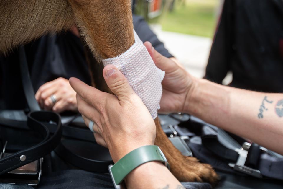 A trained professional demonstrates how to bandage an injured canine’s leg while in the field during a training hosted by K9s United on Thursday, June 20, 2024.