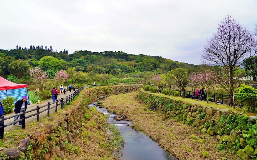 新北｜2024年三芝櫻花季