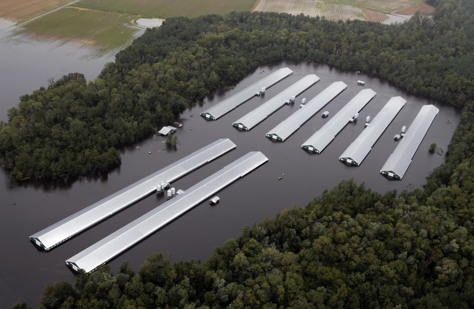 Chicken farm buildings are inundated with floodwater from Hurricane Florence near Trenton, North Carolina, Sunday, Sept. 16, 2018. (Photo: AP Photo/Steve Helber)