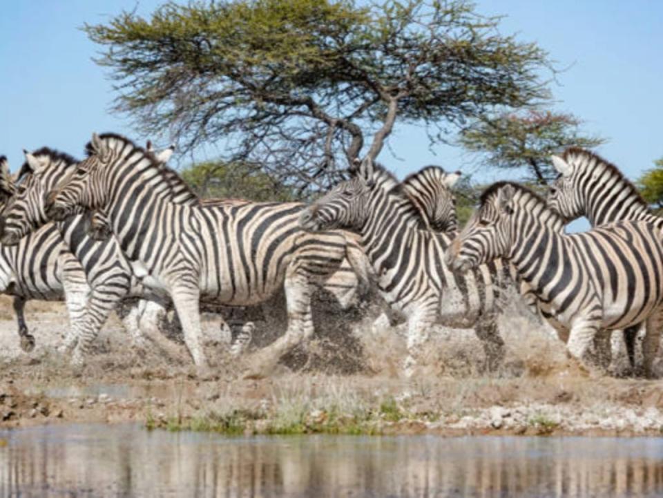 The plan includes culling 300 zebras (Getty Images)