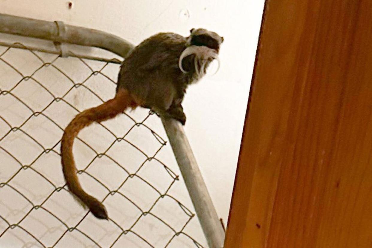 Dallas Zoo finds missing monkeys