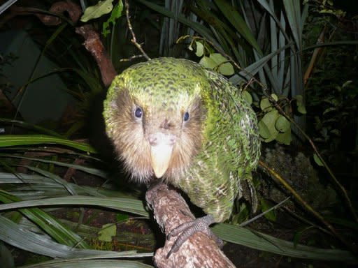 A green kakapo is shown on Codfish Island, off New Zealand's South Island, an offshore sanctuary where the flightless birds have been bred since 1990. Flightless, slow-moving and at times more sexually attracted to humans than their own species, it's small wonder New Zealand's kakapo parrot is on the verge of extinction