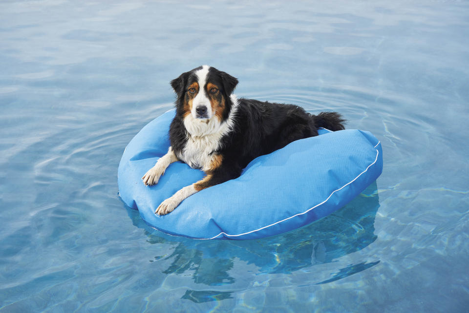 This image provided by Frontgate shows an inflatable for dogs. Don't forget the family pets; a nonporous, puncture-resistant floating dog bed at Frontgate comes in a bunch of colors and three sizes. (Frontgate via AP)