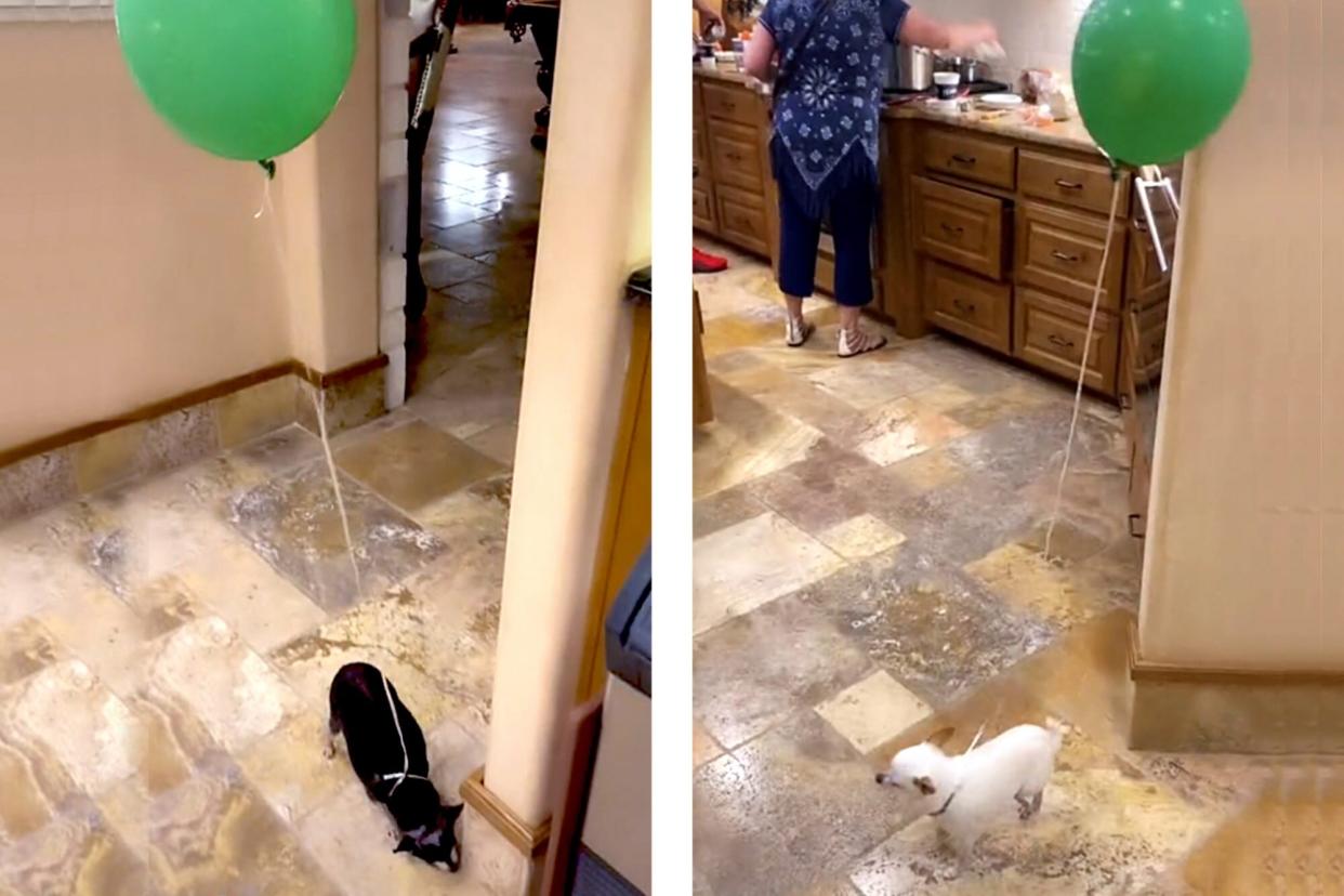 dogs with balloons tied to them in a kitchen with a split screen