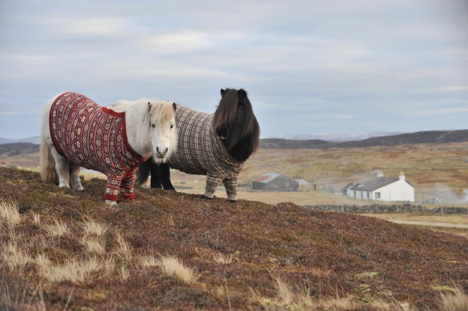 Shetland ponies Fivla and Vitamin model their woolen sweaters as part of Scotland's 'Year of Natural Scotland' ad campaign.