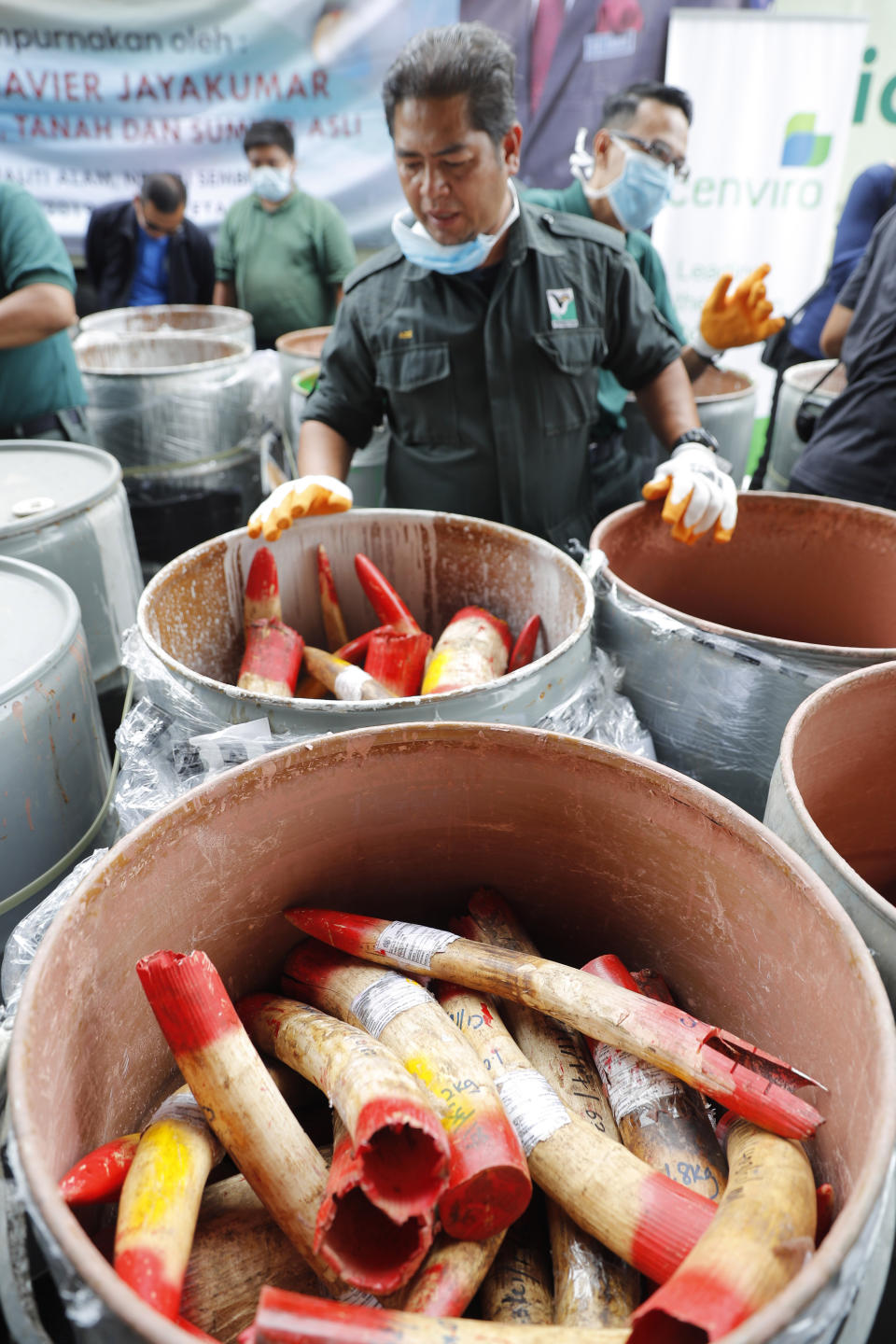 Staff at a government waste management facility display seized ivory tusks before destroying them Tuesday, April 30, 2019, outside Seremban, Malaysia. Malaysia has destroyed nearly four tons of elephant tusks and ivory products as part of its fight against the illegal ivory trade. (AP Photo/Vincent Thian)