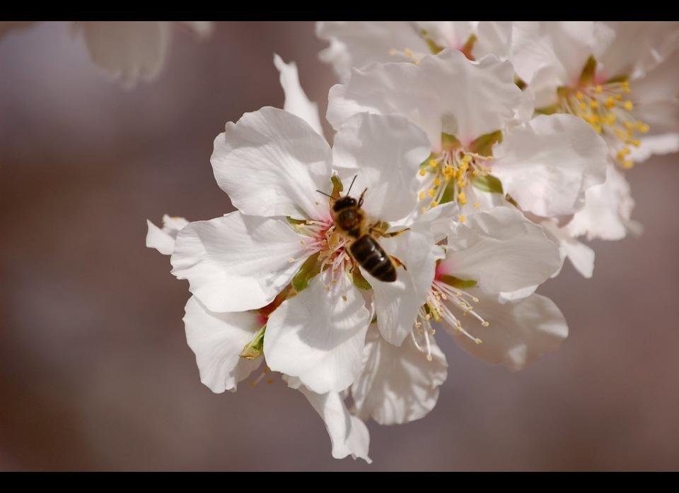 According to the <a href="http://www.ars.usda.gov/News/docs.htm?docid=15572" target="_hplink">USDA</a>, bee pollination is responsible for $15 billion in added crop value. They pollinate nut, berry, fruit, and vegetable crops, and the USDA claims that about one third of our diet directly or indirectly benefits from honeybee pollination. The California almond crop alone uses 1.3 million colonies of bees, which is about half of all the bees in the US.     Overall, honeybees are estimated to contribute <a href="http://www.google.com/url?sa=t&source=web&cd=2&ved=0CBwQFjAB&url=http%3A%2F%2Fwww.fas.org%2Fsgp%2Fcrs%2Fmisc%2FRL33938.pdf&rct=j&q=value%20honey%20bees%202010&ei=V7KkTOm5IcH_lgegrdnlCw&usg=AFQjCNFpHw44hICjuN6CgR1qTV3pHsl9SQ&cad=rja" target="_hplink">$15 to 20 billion</a> annually. That’s not just for crops. <a href="http://www.nytimes.com/info/bees/" target="_hplink">We get</a> beeswax from them for cosmetics and candles, inspiration for architecture and design, and of course honey.   