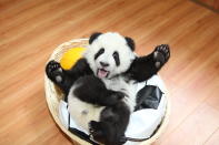 A baby Panda bear can't get enough of the camera at the Ya'an Bifengxia Base of China Conservation and Research Centre for the Giant Panda, in Ya’an, China, which is one of the biggest Giant Panda centers in the world.