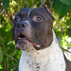 Justice is a 3-year-old boy who is super affectionate and loves playing fetch.     Find out more about this goodhearted goofball <a href="http://www.parl.org/adopt/adoptable-dogs" target="_blank">on his adoption page</a>.