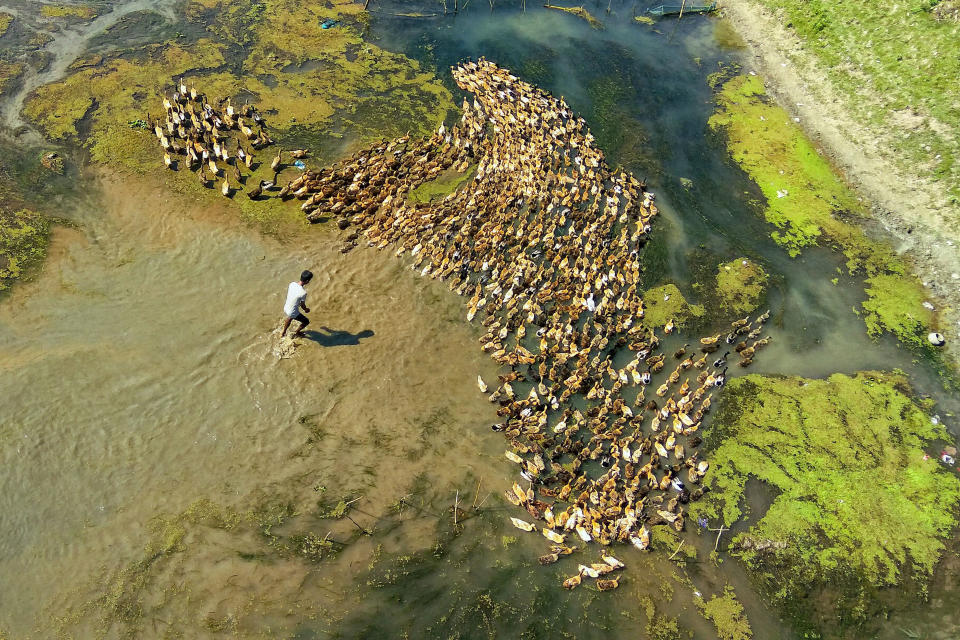 That’s quackers! Mesmerizing aerial footage of hundreds of ducks following the leader