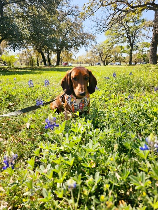 Milo, a 7-month-old dachshund, in the bluebonnets (Courtesy: Kathryn McCurry)