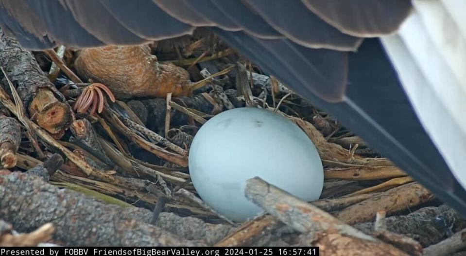 Bald eagle Jackie laid her first egg shortly before 5 p.m. Jan. 25 at a nest near Big Bear Lake in California. It’s the first egg of the nesting season. Screengrab from Friends of Big Bear Valley's eagle cam