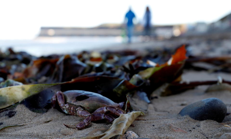 Miles de peces muertos en una playa inglesa antes de la COP26