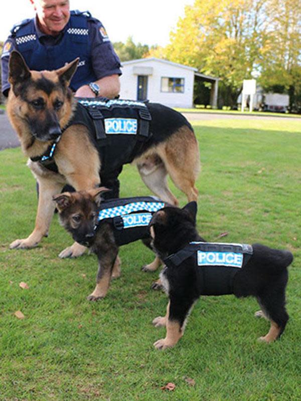 Puppies on their first day of work