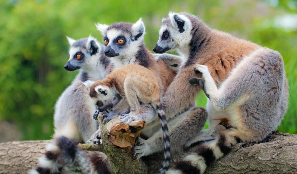 Ring-tailed lemurs, like Geminis, are highly social and vocal. Marcella Miriello – stock.adobe.com