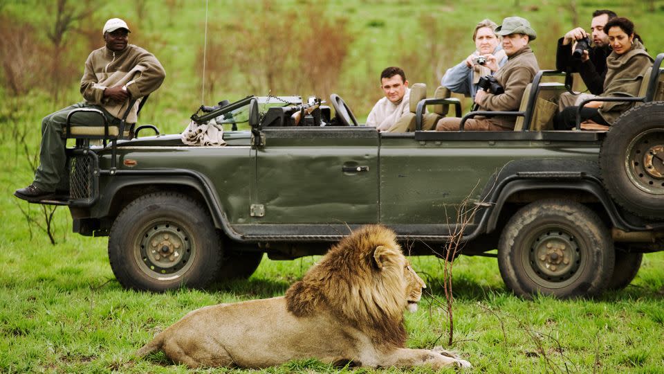 Tourists have a thrilling encounter photographing an adult male lion at the Sabi Sand Game Reserve in the northern reaches of South Africa. Before your trip, It's important to study up on safety tips -- such as remaining inside your safari vehicle when lions and other wild animals approach. - Martin Harvey/The Image Bank RF/Getty Images