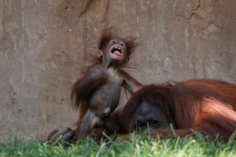 Una hembra de cinco meses de orangután de Borneo juega con su madre en el zoológico de Fuengirola, en Málaga (España). (Foto: Jon Nazca / Reuters).