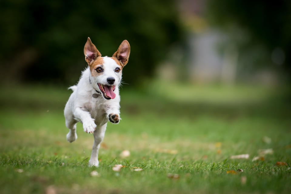 Hund rennt im Park. (Bild: Getty Images)