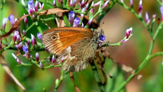 The Maritime ringlet lives in just 10 salt marshes that ring the Bay of Chaleur, and nowhere else in the world. Endangered since 2003, it is estimated that there are no more than 55,000 to 65,000 adults that hatch out each summer, a very small number in the insect world.  (Janet Doucet/Daly Point Nature Reserve - image credit)