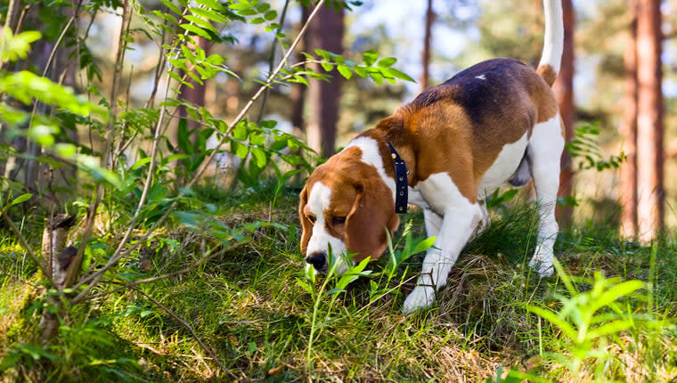 Man Walking Dog Finds Human Hand Belonging to Woman Buried in Cemetery