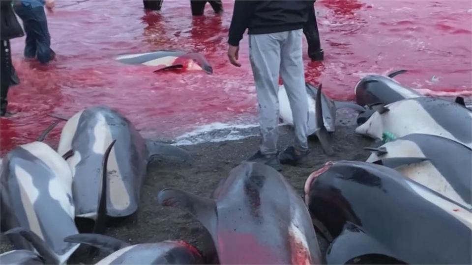 海灘一片血紅！丹麥法羅群島捕獵1428頭海豚　殘忍「傳統」引抗議