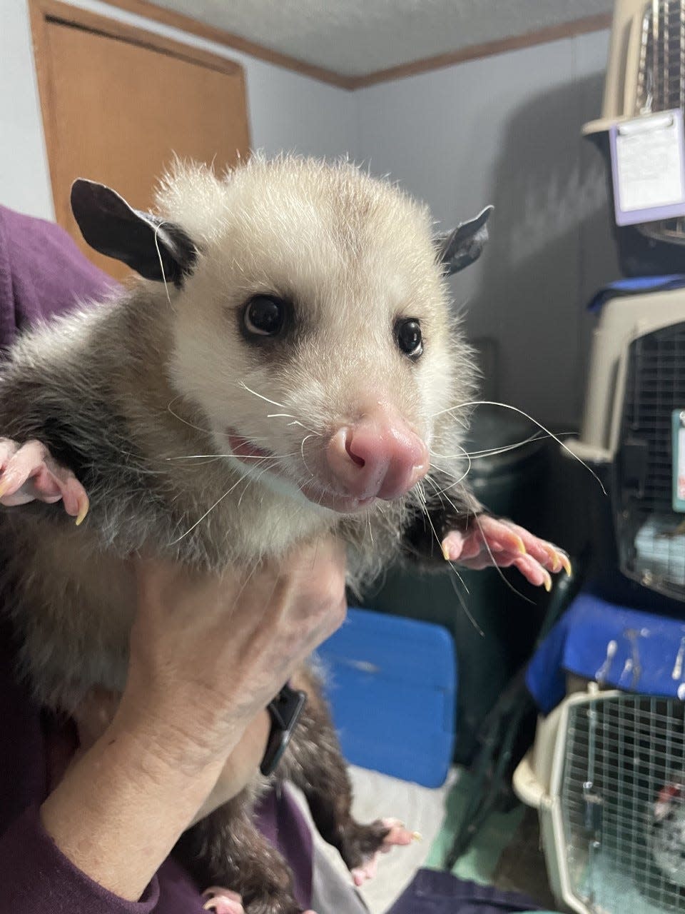 Possums have semi-prehensile tails that they use to gather materials to make their nests. This possum is missing a tail, making it non-releasable, and will be going to a home to be someone's pet.