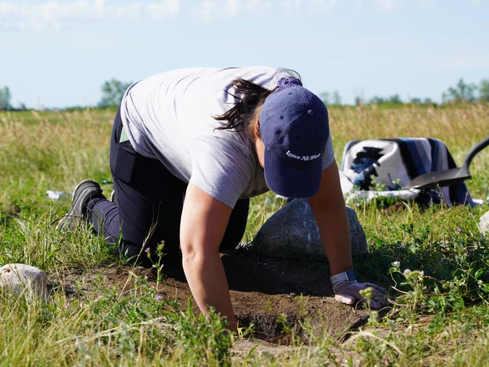 Alex Froese, director of the Manitoba Burrowing Owl Recovery Project, reaches down into an artificially constructed nest burrow to retrieve and band baby burrowing owls on July 21 near Melita, Man. (Bryce Hoye/CBC - image credit)