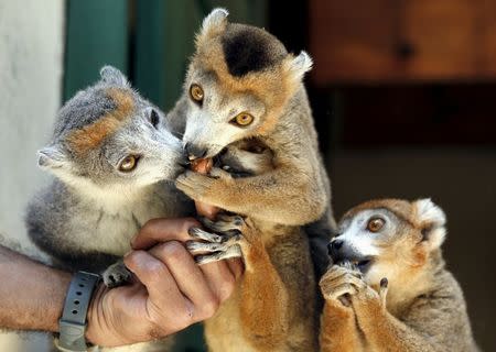 Lemurs are feed by a caretaker at Antananarivo's Tsimbazaza Zoo Madagascar, in this December 5, 2006 file photo. REUTERS/Radu Sigheti/Files