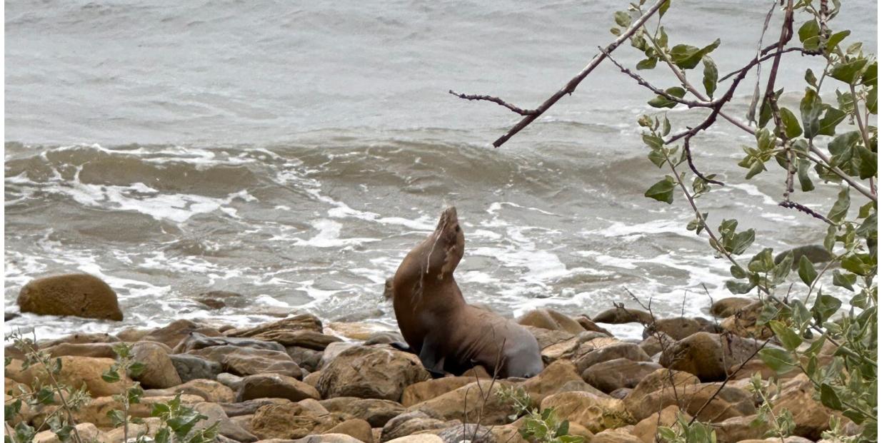 A sea lion