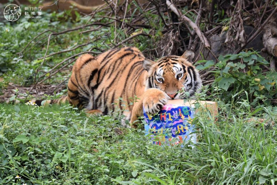 新竹動物園向六福村借展6歲母老虎，命名活動20日公佈。（圖：動物園提供）