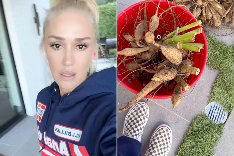 <p>Gwen Stefani/Instagram</p> Gwen Stefani shows off her garden on Instagram