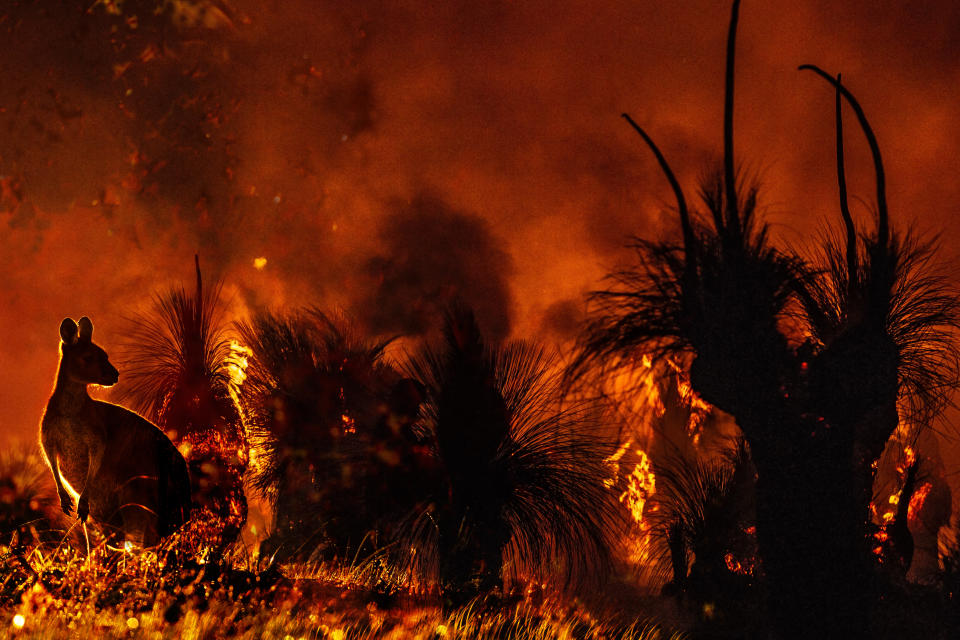 A composite image of two photos representing the devastation an Australian bushfire can do to wildlife.