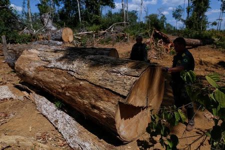 Agents of the Brazilian Institute for the Environment and Renewable Natural Resources, or Ibama, check a felled tree, found in a deforested area during "Operation Green Wave" to combat illegal logging in Apui, in the southern region of the state of Amazonas, Brazil, August 1, 2017. REUTERS/Bruno Kelly