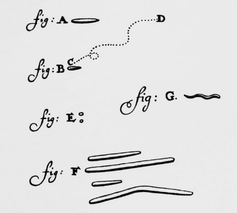 Pen and ink drawings of four different rod shaped bacteria.