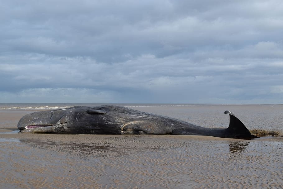 Con un peso promedio de dos toneladas, nuestra vida sería un sufrimiento agónico similar al que experimenta una ballena varada. (Imagen creative commons vista en Piqsels).