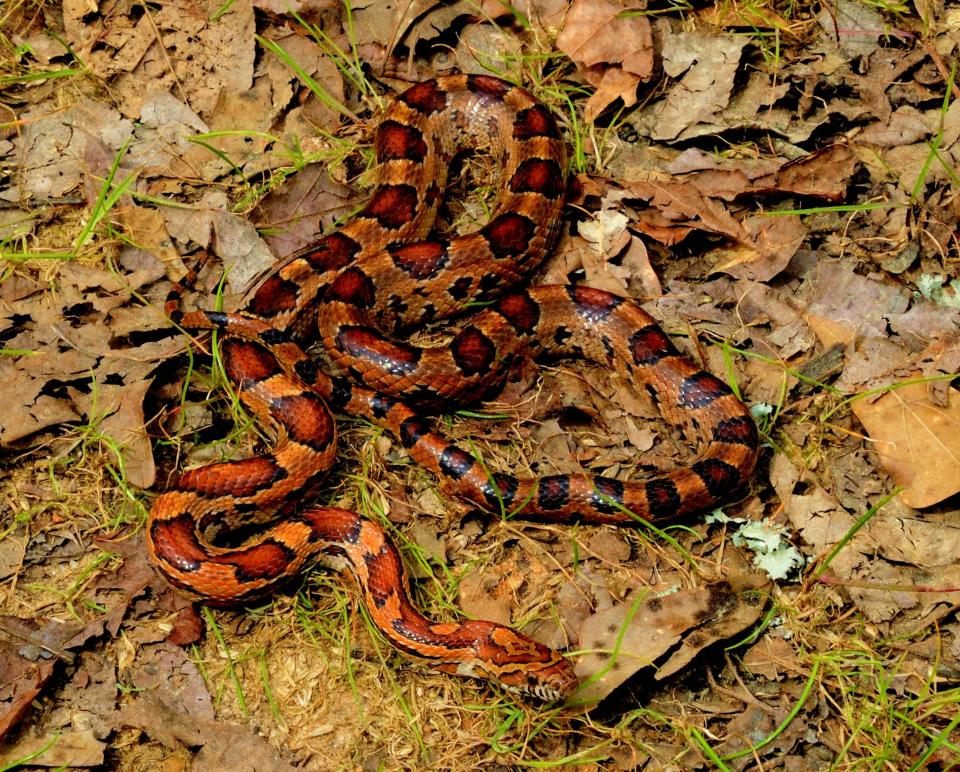 Corn snakes are among the most beautiful native snakes in the eastern United States. Unfortunately, thousands are killed crossing highways every year. [Provided by Steve Bennett]