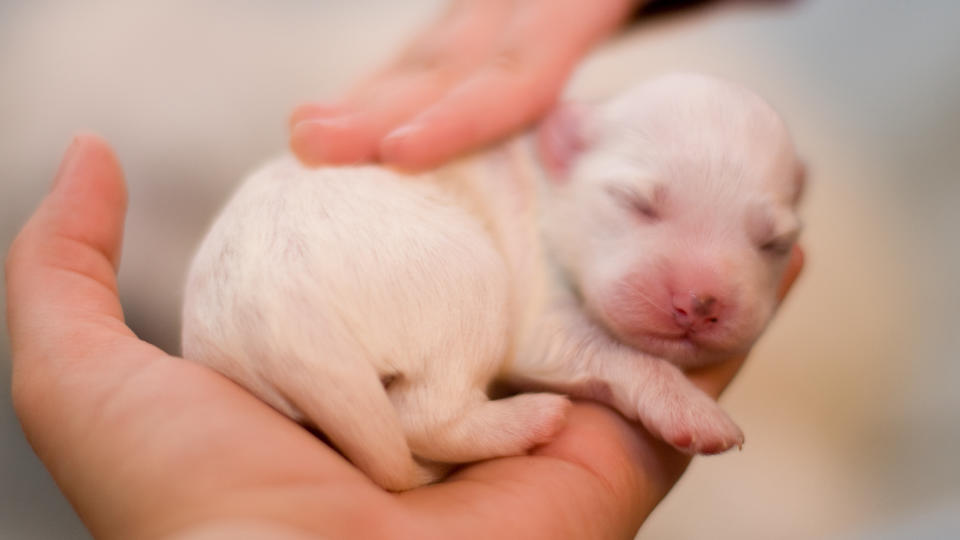 Newborn puppy