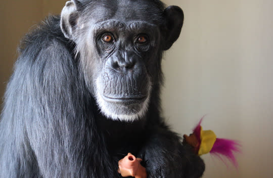 Chimpanzé - características, foto, informações - Animais - InfoEscola