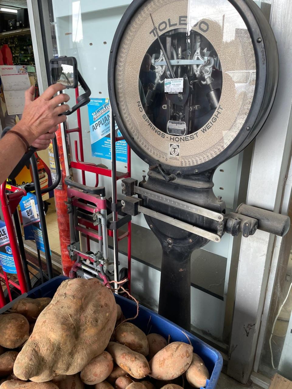 David Anderson's sweet potato harvest, which weighed in at 207 pounds in mid-October 2023.