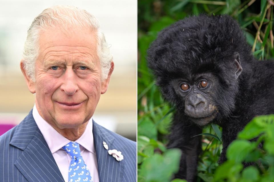 Prince Charles, Prince of Wales; Introducing baby boy Ubwuzuzanye