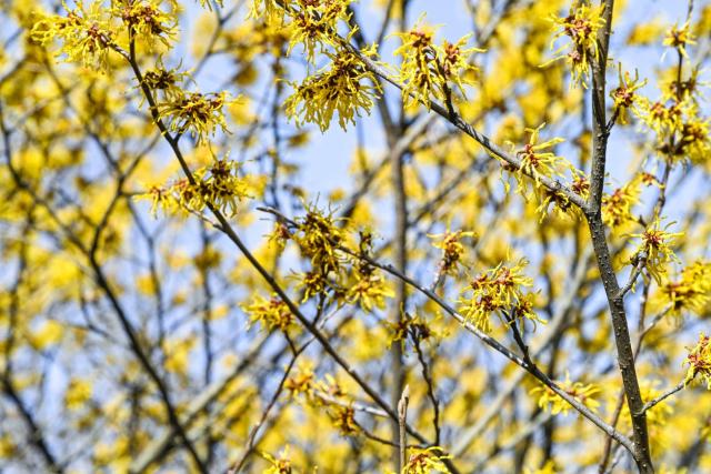 The 20 Best Winter Plants for Year-Round Curb Appeal - Bob Vila