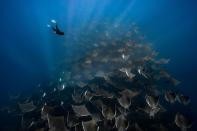 <p>La danse de milliers de mobulas dans la baie de Magdalena, en Basse Californie.</p>