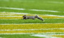 <p>A squirrel runs across the field during the game between the Green Bay Packers and the Indianapolis Colts at Lambeau Field on November 6, 2016 in Green Bay, Wisconsin. (Photo by Dylan Buell/Getty Images) </p>