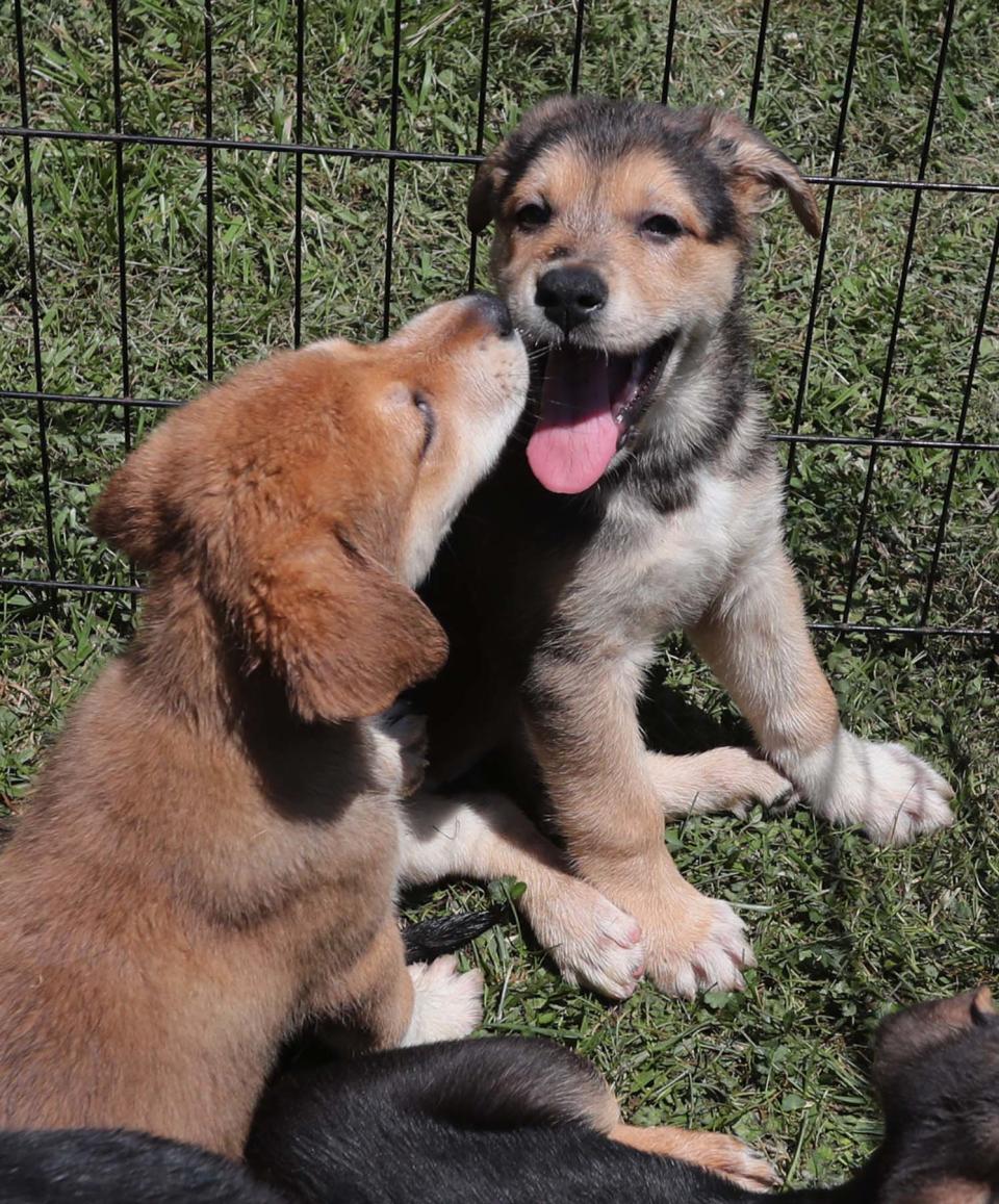 Two of the playful puppies of Crystal, a bluetick coonhound/beagle mix and a German Shepherd, at the home of Crystal's owner, Stephanie Weese in New Franklin. The puppies, five females and five males, will be available for adoption through Paws and Prayers Rescue.