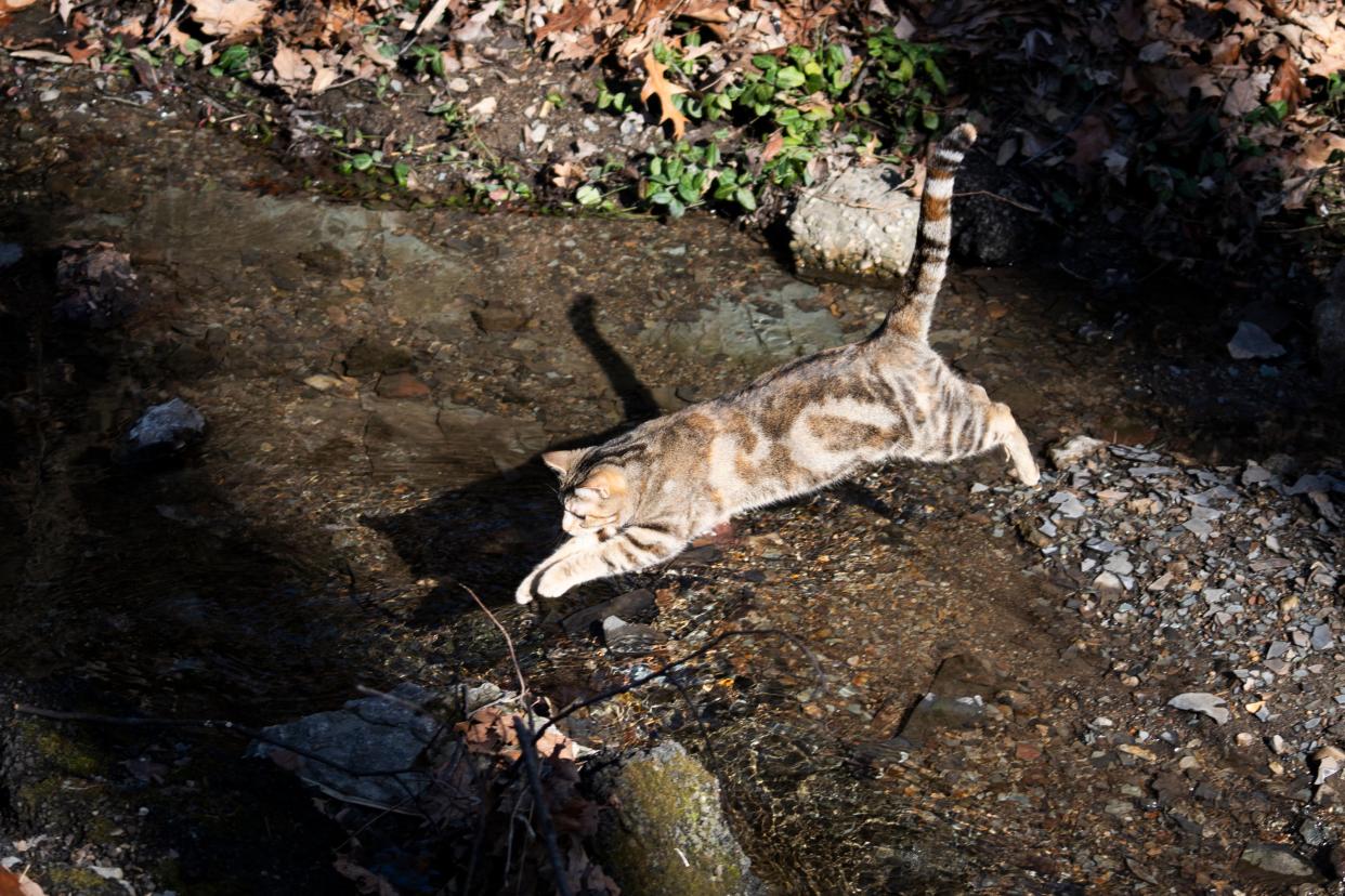 Muffin, a neighborhood cat, leaps across the stream in Walhalla Ravine.